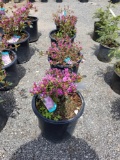 Azalea bushes, bid x 4