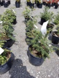 Douglas fir trees in pots, bid x 4