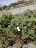 Blue spruce trees, balled, 6-8ft, bid x 4