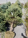 Blue spruce trees, balled, 6-8ft, bid x 3