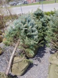 Blue spruce trees, 6-8ft, bid x 4