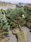 Blue spruce trees, 6-8ft, bid x 4