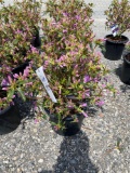 Azalea bush purple bid x 4