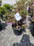 Azalea bush purple bid x 4