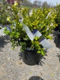 Boxwood shrub bis x 4