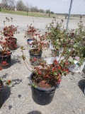 Azaleas (bid times 3)