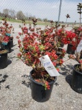 Azaleas (bid times 4)