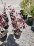 Purple leaf sand cherry (bid times 4)