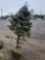 Balled blue spruce trees (bid times 4)