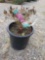 Potted Azaleas (bid times 3)