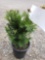 Potted taxus hicks II bushes (bid times 4)