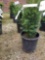 Potted taxus hicks II bushes (bid times 4)