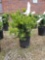 Potted taxus hicks II bushes (bid times 4)