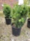 Potted taxus hicks II bushes (bid times 4)