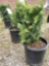 Potted taxus hicks II bushes (bid times 4)