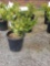 Potted Boxwoods (bid times 4)