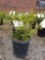 Potted Boxwoods (bid times 4)