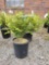 Potted Boxwoods (bid times 4)