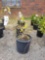 Potted Forsythias (bid times 4)