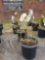 Potted Forsythias (bid times 4)