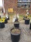 Potted Forsythias (bid times 4)