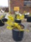 Potted Forsythias (bid times 4)