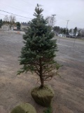 Balled blue spruce trees (bid times 4)