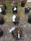 Potted Azaleas (bid times 4)