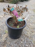 Potted Azaleas (bid times 3)