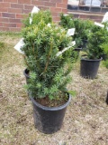 Potted taxus hicks II bushes (bid times 4)