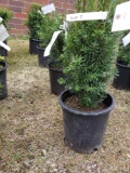 Potted taxus hicks II bushes (bid times 4)