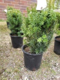 Potted taxus hicks II bushes (bid times 4)