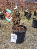 Potted Azaleas (bid times 4)