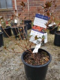 Potted Azaleas (bid times 5)