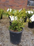 Potted Boxwoods (bid times 4)