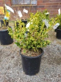 Potted Boxwoods (bid times 4)