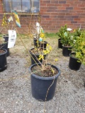 Potted Forsythias (bid times 4)