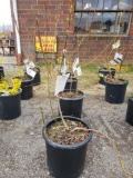 Potted Forsythias (bid times 4)