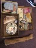 Rocks, minerals, seashells, drift wood