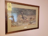 Wild Turkey Framed Print