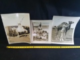 3 autographed 1920s & 1930s circus photos