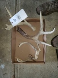 2 shed antlers and 1 set of buck horns with metal tag