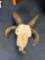 Goat skull and horns