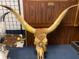 Steer skull and horns