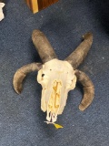 Goat skull and horns