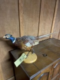 Pheasant Mount