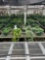 Row of Indoor Foliage Plants