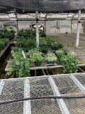 Row of Indoor Foliage Plants