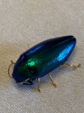 Real genuine scarab w/ attached metal legs, 1 1/2
