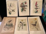 (5) Bird prints by Wm. E. Hitchcock, Pet Bird print.